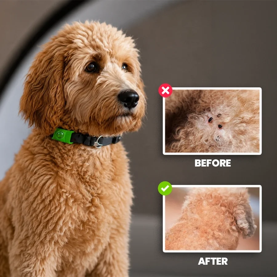 Pest-Shield Tag™ Everyday Experience